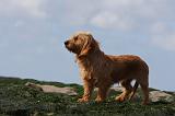 BASSET FAUVE DE BRETAGNE 010